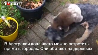 Маленькая коала забралась на спину собаке - смотреть видео (0:32)