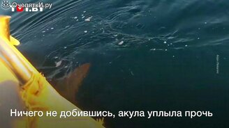 Большая акула возле лодки - смотреть видео (0:46)