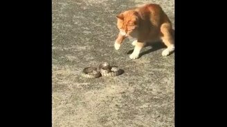 Кот против змеи гадюки - смотреть видео (1:21)