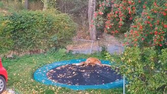 Лиса играет с листьями на батуте - смотреть видео (0:38)