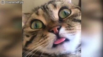 Весёлые кошки и смешные котики - смотреть видео (8:56)