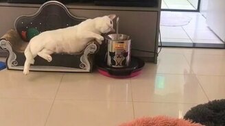 Барская кошачья жизнь - смотреть видео (0:17)