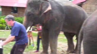 Как животные реагируют на мелодии - смотреть видео (6:55)