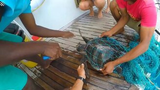 Вызволение черепахи из сетей - смотреть видео (2:04)