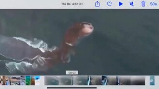 Загадочное существо в море - смотреть видео (0:25)