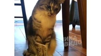 Реакция кота на новую игрушку - смотреть видео (0:22)