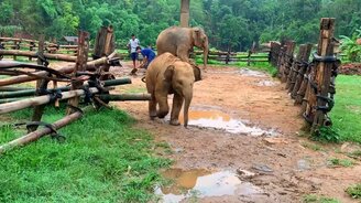 Слонята шалят - смотреть видео (3:02)