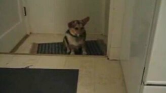 Откликается на пение - смотреть видео (0:54)