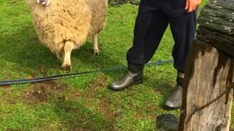 Оседлал овцу не без последствий - смотреть видео (0:46)