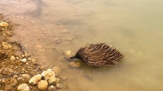 Ехидна переплывает водоём - смотреть видео (0:38)