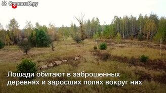 Табун из зоны отчуждения - смотреть видео (0:38)