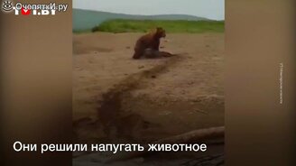 Рыбаки спасли нерпу от медведя - смотреть видео (0:28)