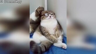 Кошечки и котики в сборке - смотреть видео (10:01)