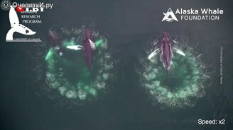 Охота стаи горбатых китов - смотреть видео (0:37)