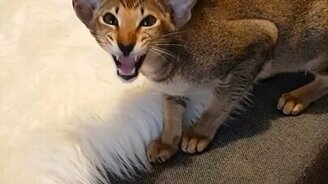 Поиграй скорей со мной! - смотреть видео (0:25)