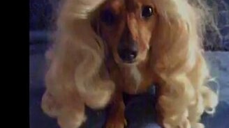 Издеваются над питомцами - смотреть видео (1:26)