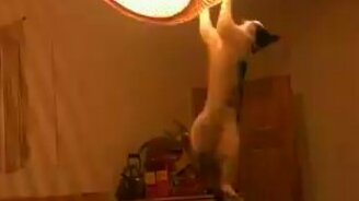 Кот висит на люстре - смотреть видео (0:29)