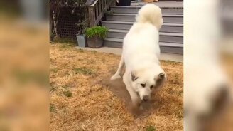 Самые прикольные собаки и кошки - смотреть видео (15:16)