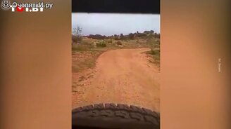 Дикий лев погнался за машиной - смотреть видео (0:42)