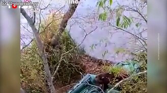 Медведь загнал людей на дерево в России - смотреть видео (0:40)