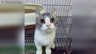 Комизмы с котиками - смотреть видео (9:48)