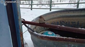 Дедушка спасает птичку - смотреть видео (1:14)