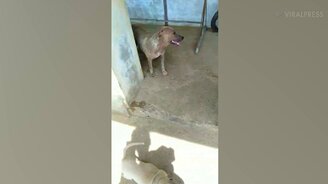 Мама-собака заботится о потомстве - смотреть видео (1:13)