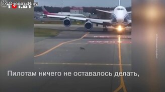 Лиса выскочила перед "Боингом" - смотреть видео (0:33)