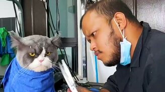 Кот в парикмахерской - смотреть видео (2:24)