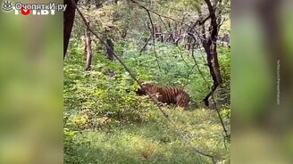 Поединок двух тигров - смотреть видео (0:46)