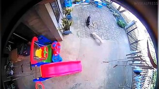 Собаки против змей - смотреть видео (4:47)