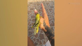 Видели такого крупного кузнечика? - смотреть видео (0:26)