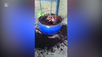 Виноватые собаки в подборке - смотреть видео (5:59)