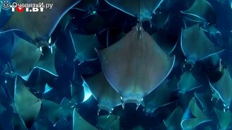 Более 10 000 невероятных рыб в одном месте - смотреть видео (1:02)