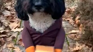 Лилипут с собачьей головой - смотреть видео (0:12)