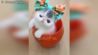 Котики и кошечки в приколах - смотреть видео (9:58)