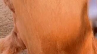 Коровье наслаждение - смотреть видео (0:15)