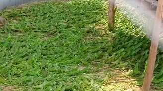 Это зелёное море? - смотреть видео (0:38)