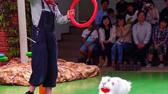 Старательная кошечка - смотреть видео (0:22)