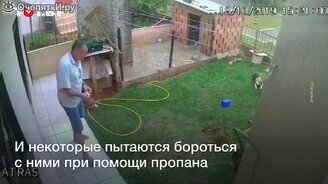 Как не надо бороться с муравьями - смотреть видео (0:32)