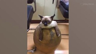 Спасение кошки из вазы - смотреть видео (0:22)