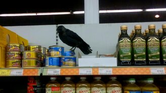 Галка в продуктовом магазине - смотреть видео (0:19)