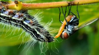 Муха откладывает яйца на гусенице - смотреть видео (0:35)