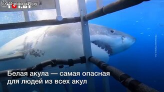 Акула напала на клетку с дайверами - смотреть видео (0:42)