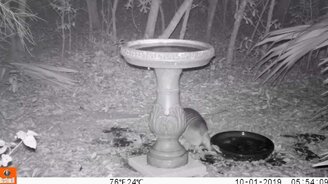 Броненосец возится в воде - смотреть видео (1:00)