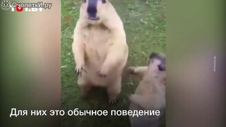 Сурки дерутся за угощение - смотреть видео (0:20)