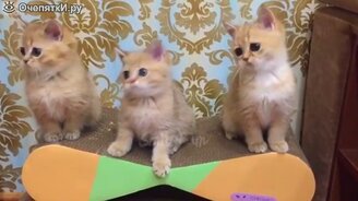 Коты, кошки и котята - смотреть видео (9:38)
