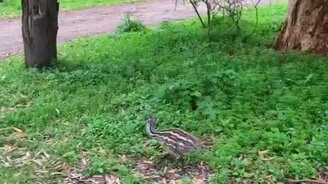 Видели птенцов страуса эму? - смотреть видео (0:27)