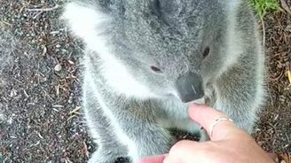 Привет, малыш коалы! - смотреть видео (0:53)