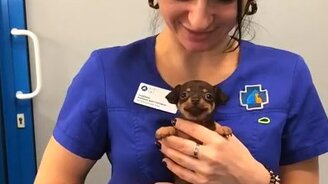 Улыбчивый щенок в "ветеринарке" - смотреть видео (0:08)